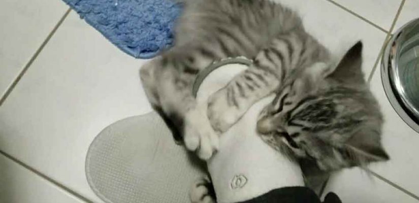 Maine Coon aggressivo: cosa fare