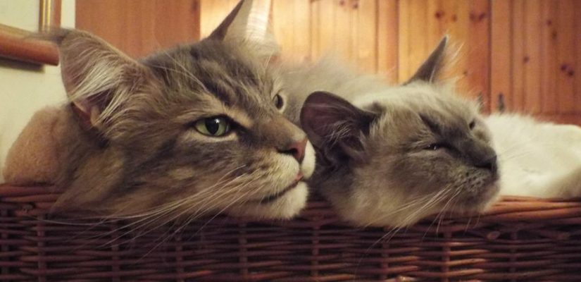 Maine Coon e altri gatti: cosa fare