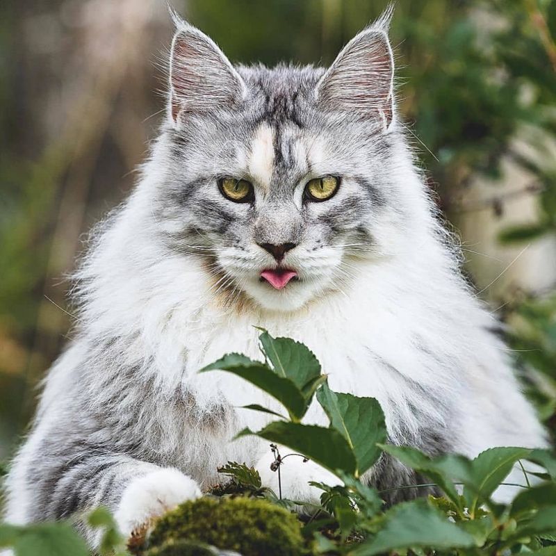 Maine Coon aggressivo: cosa fare