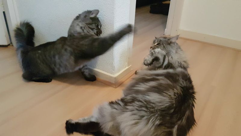 Maine Coon aggressivo: cosa fare