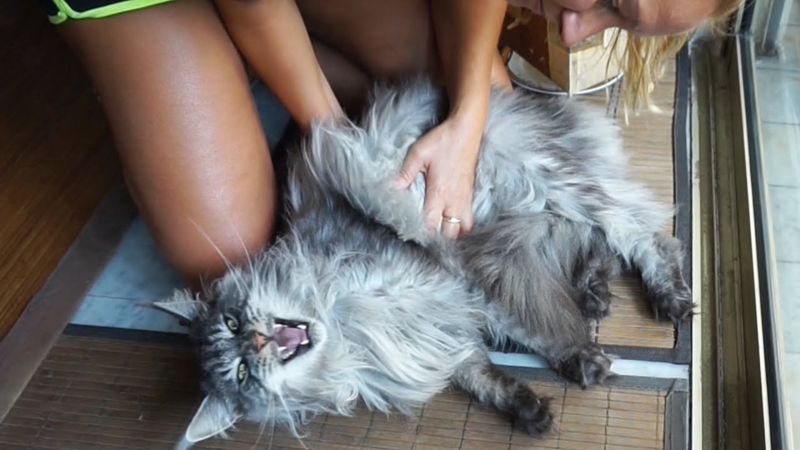 Maine Coon miagola sempre: che ha?