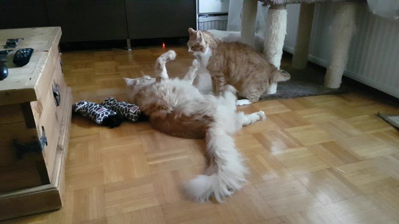 Maine Coon e altri gatti: cosa fare