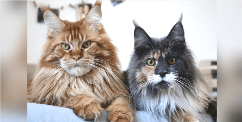 Maine Coon miagola sempre: che ha?