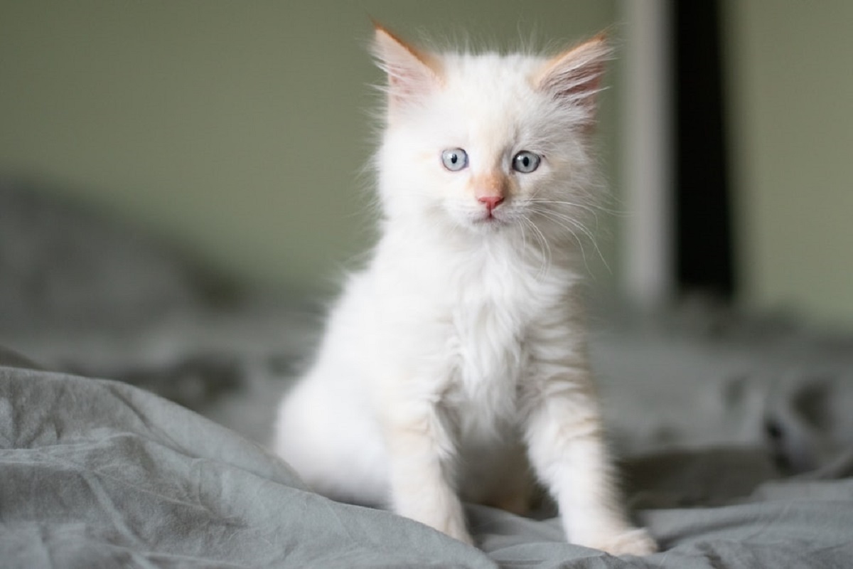 cucciolo di ragdoll bianco