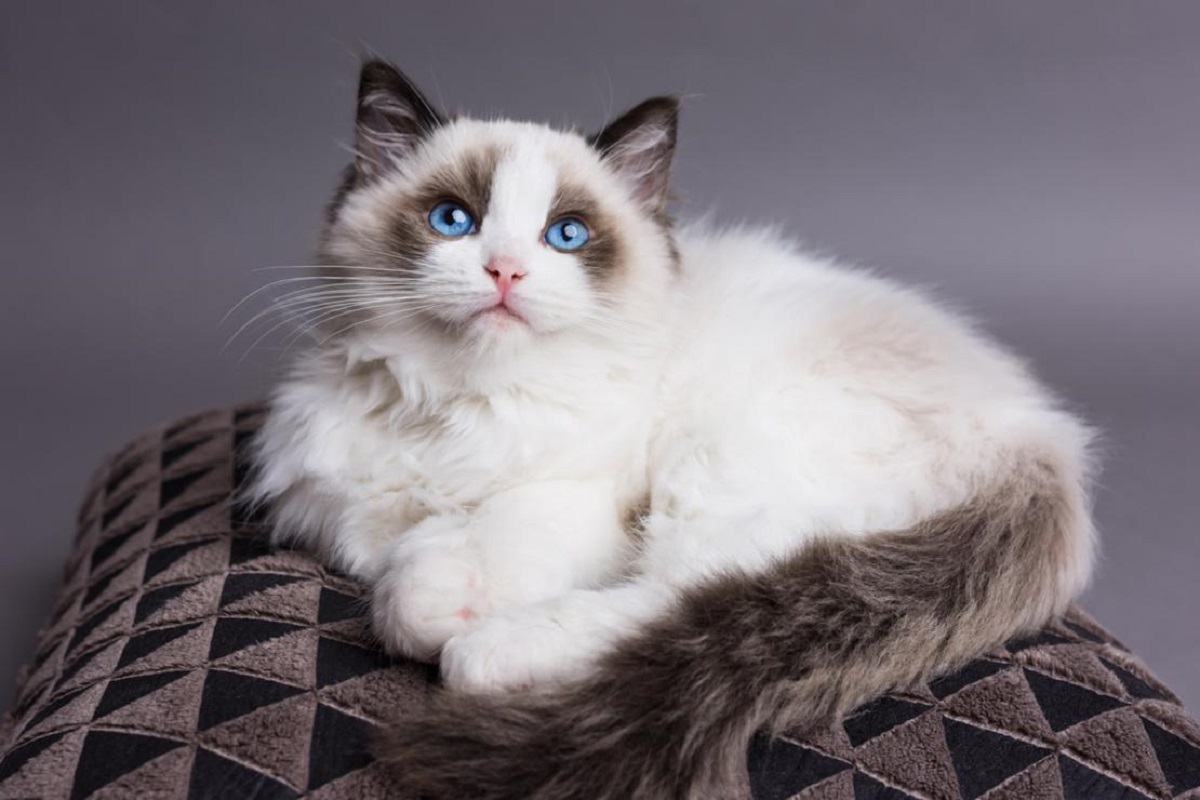 ragdoll su cuscino