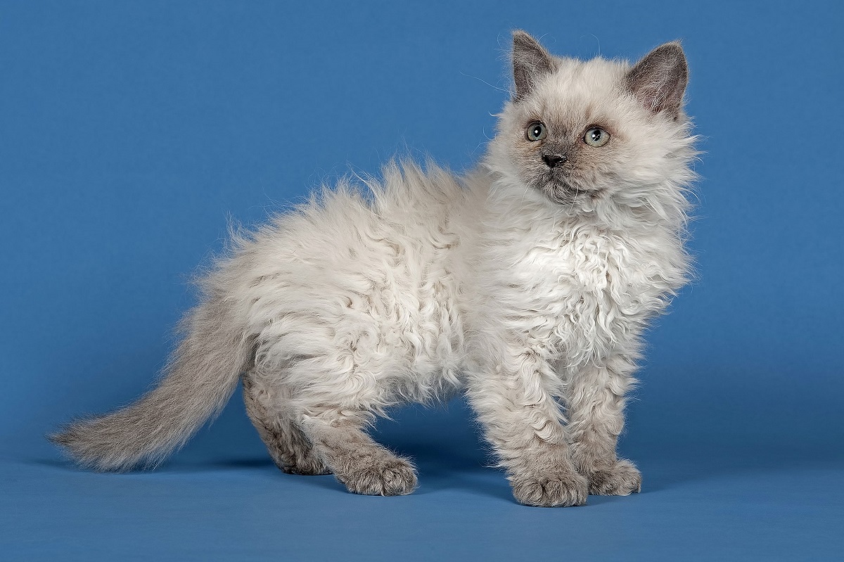 cucciolo selkirk rex sfondo azzurro