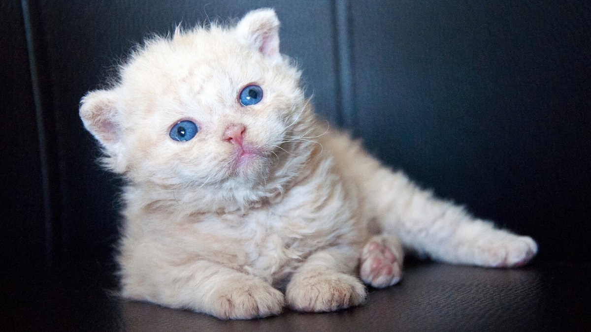 cucciolo di selkirk rex occhi azzurri