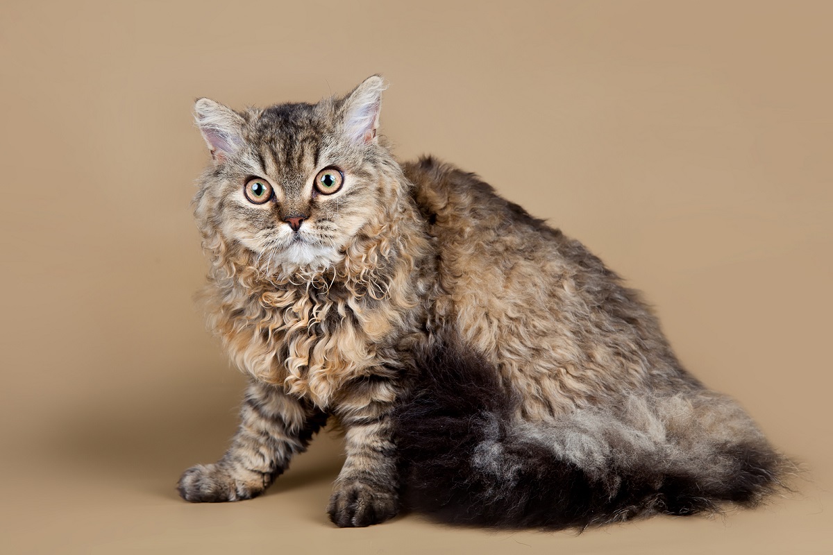 Selkirk Rex: immagini e foto bellissime