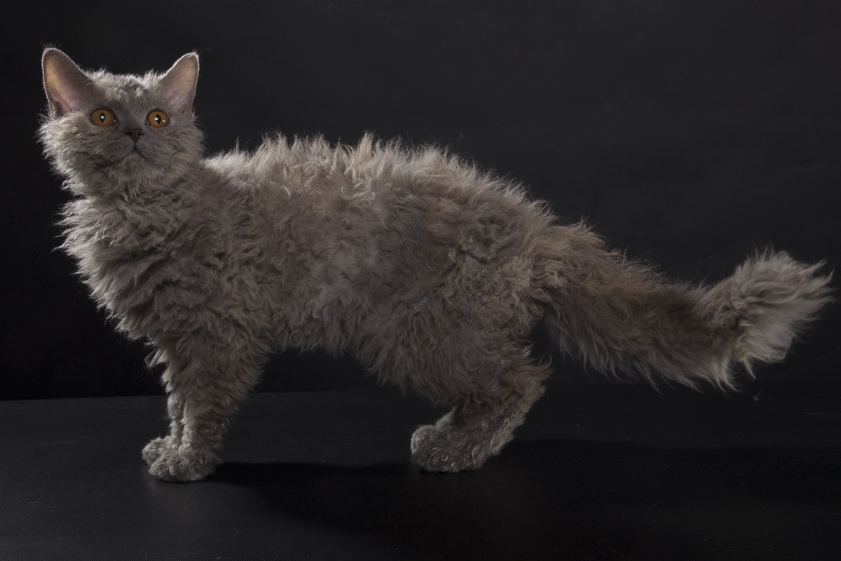 selkirk rex sfondo nero