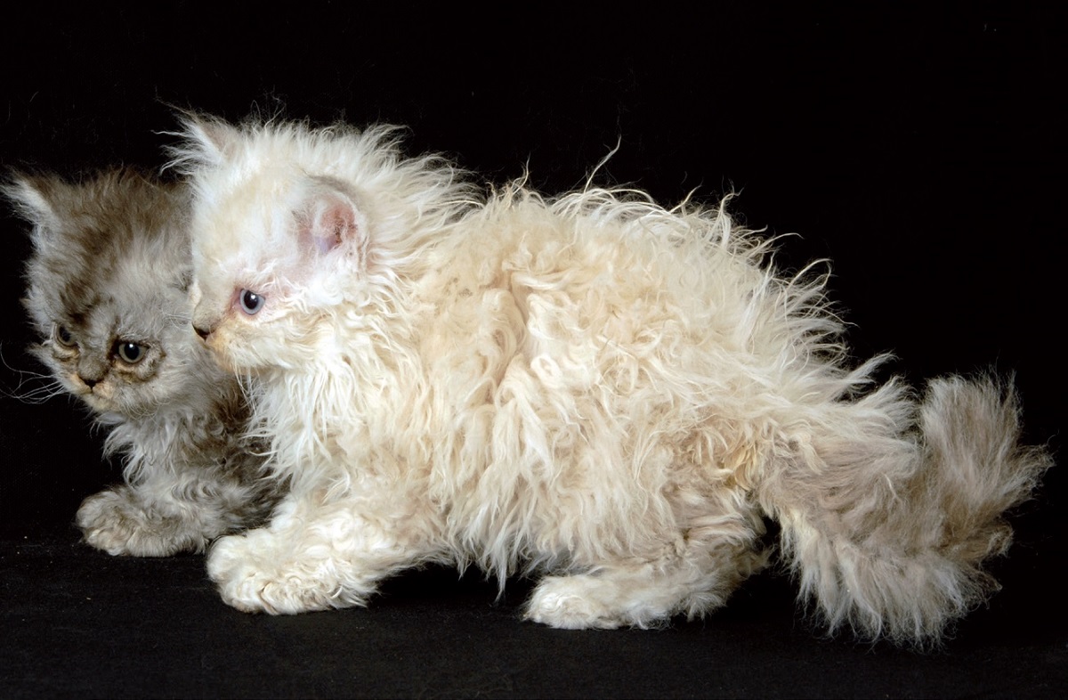 due cuccioli di selkirk rex su sfondo nero