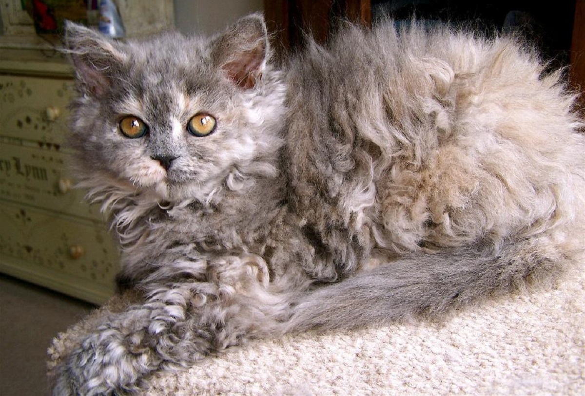 selkirk rex su letto