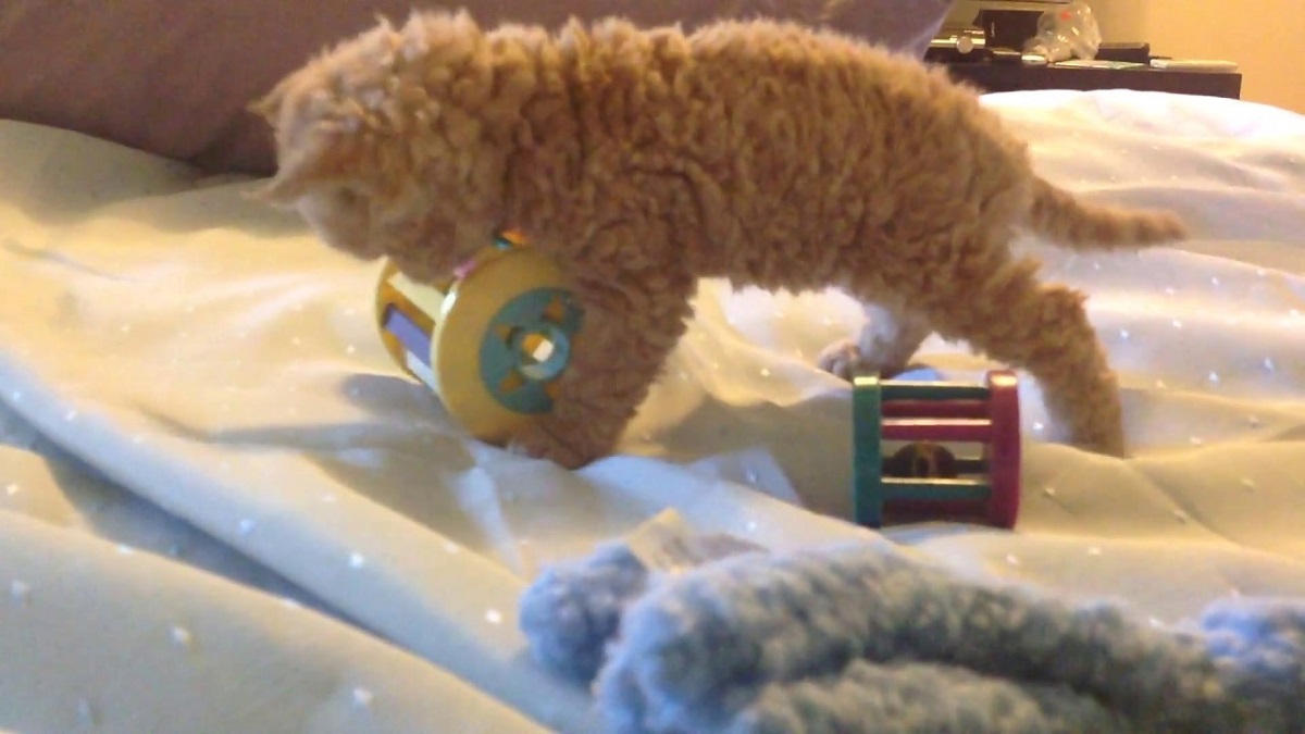 cucciolo di selkirk rex che gioca