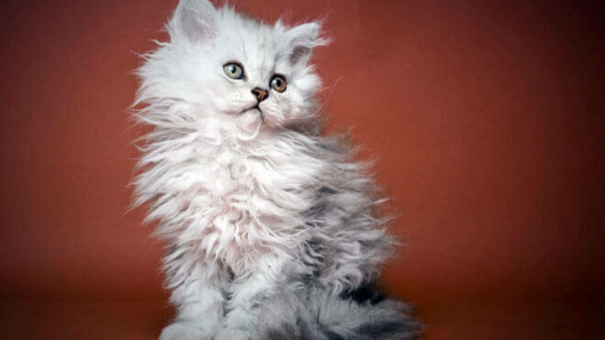 cucciolo selkirk rex longhair