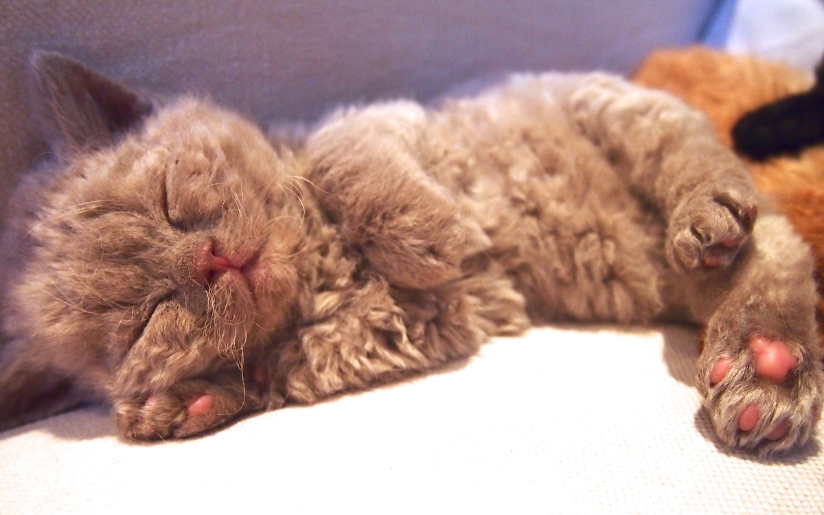 cucciolo selkirk rex che dorme