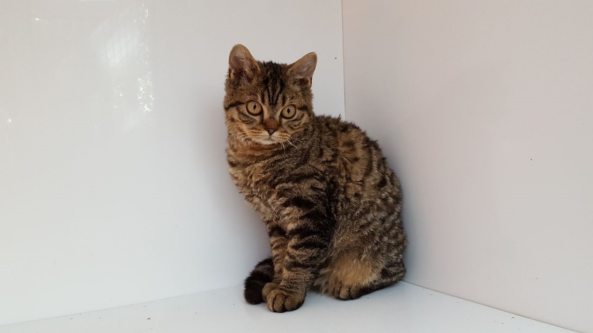 cucciolo di selkirk rex shorthair