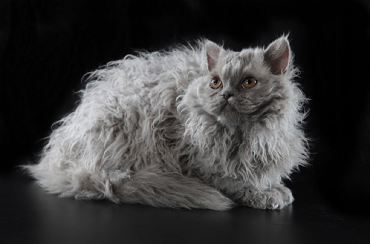 selkirk rex sfondo nero