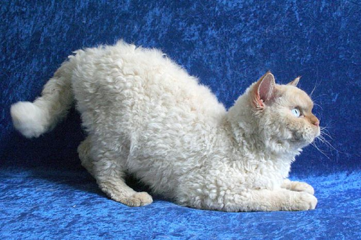 selkirk rex sfondo blu