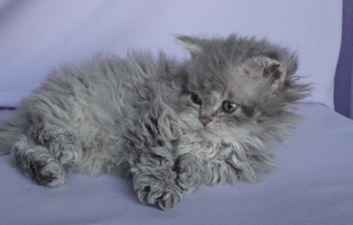 cucciolo di selkirk rex longhair