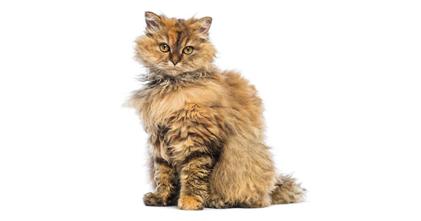 Selkirk Rex longhair o shorthair? Le differenze