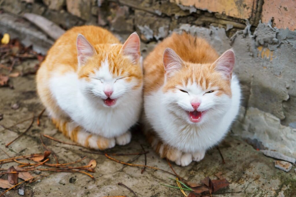 gatti miagolano contemporaneamente