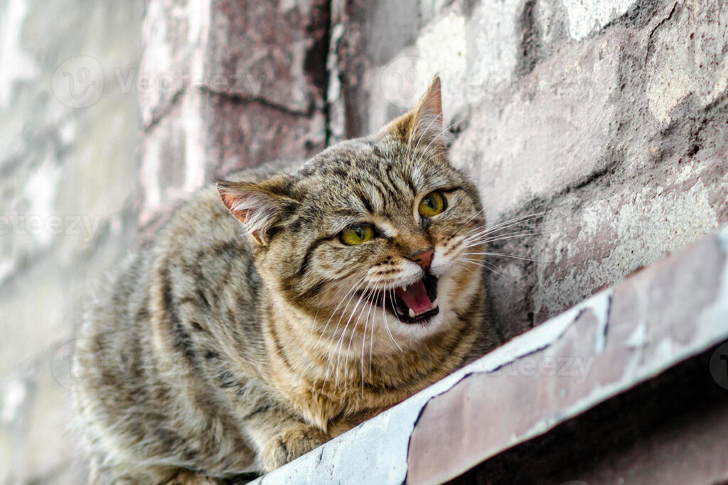 gatto randagio