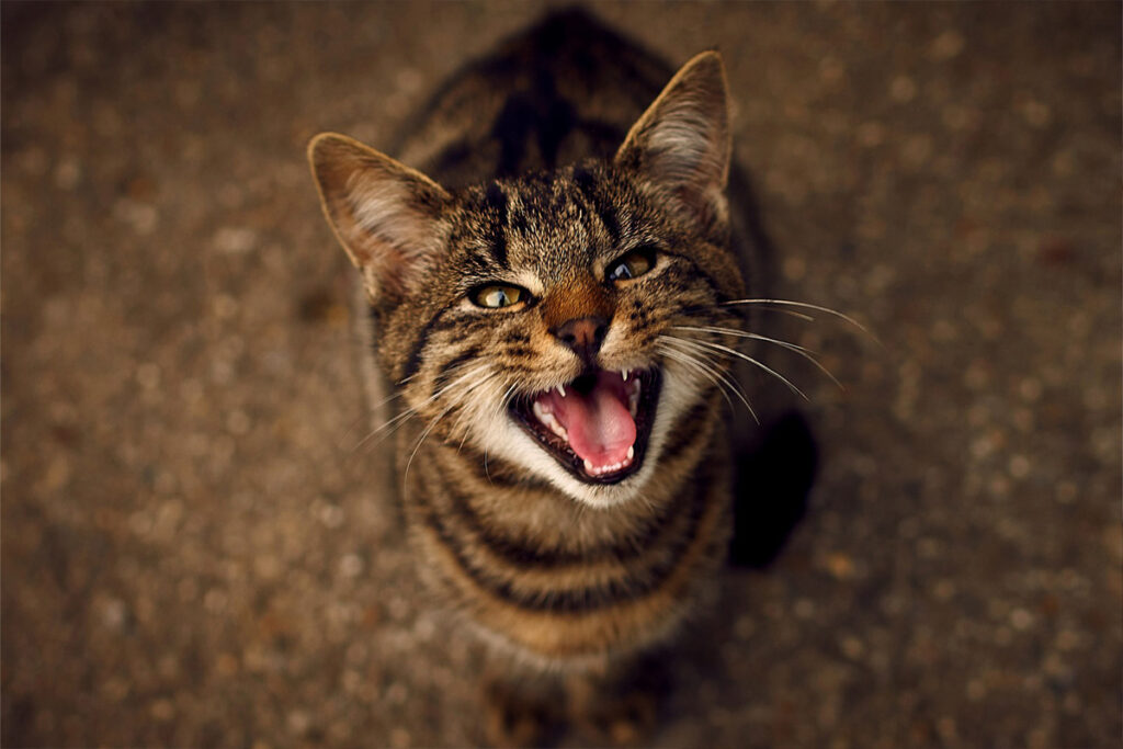 gatto che soffia