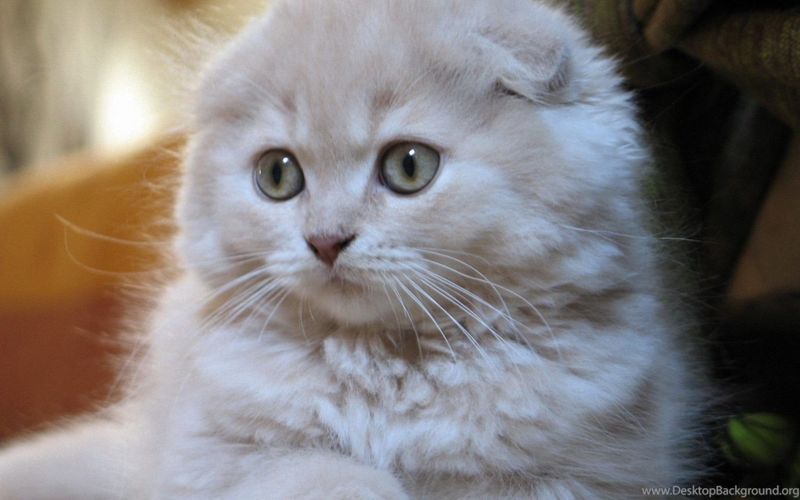 Scottish Fold: tutti i colori