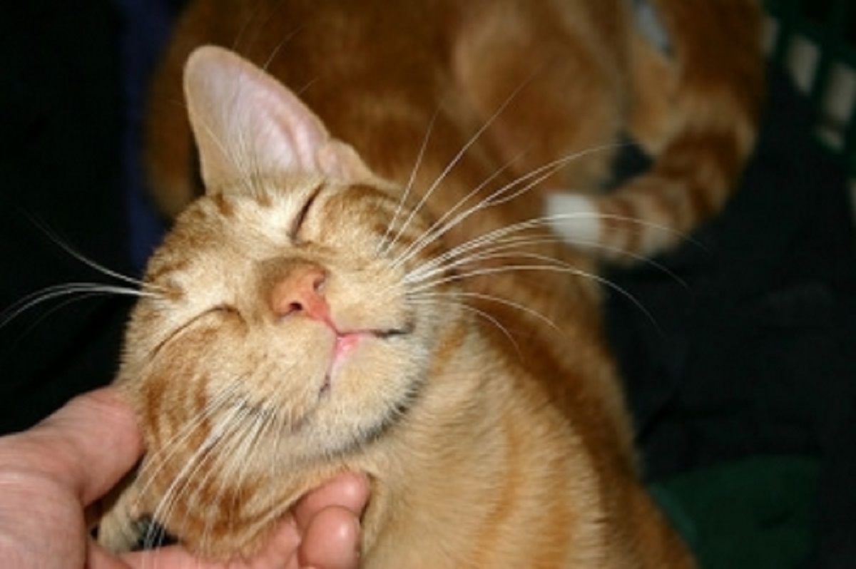 gatto accarezzato mentre fa le fusa