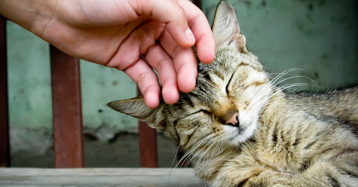 Milano: si cercano “coccolatori” di gatti