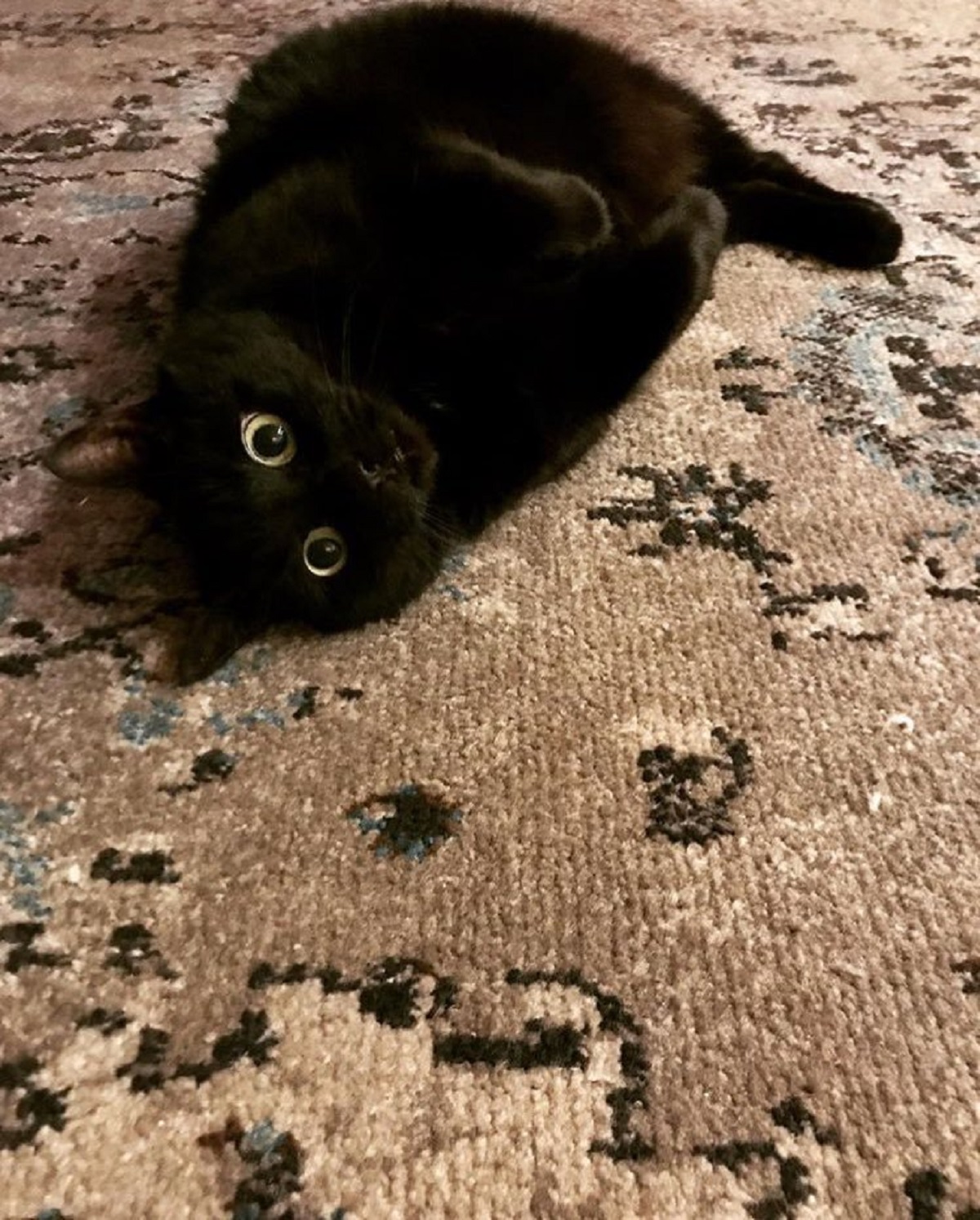 gatto nero su tappeto