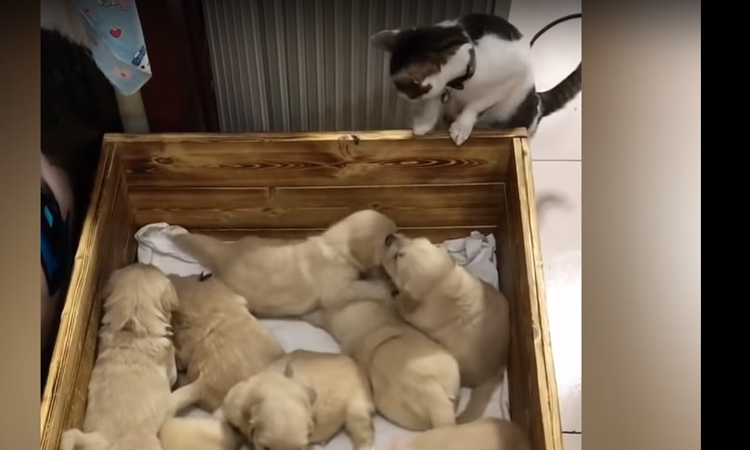 Gattina che guarda dei cuccioli di cane