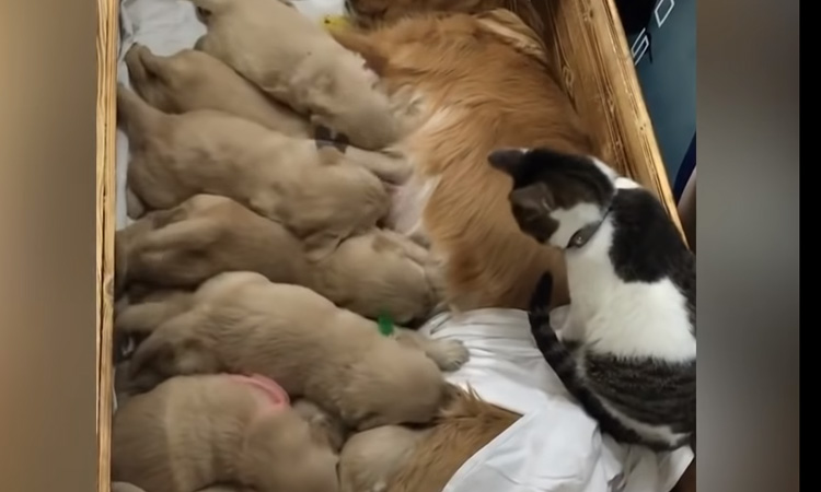 Gattina che osserva dei cuccioli di cane