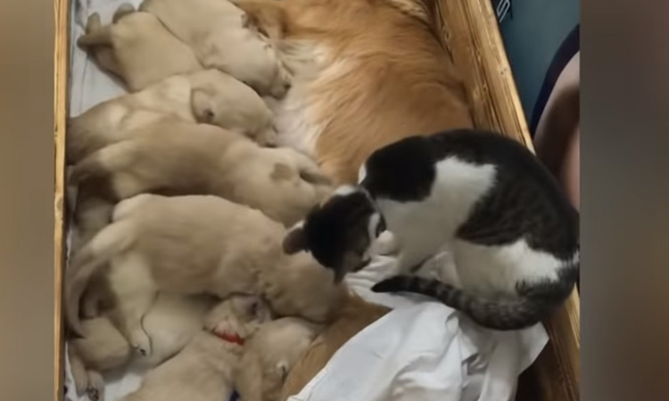 Gattina con cuccioli di cane