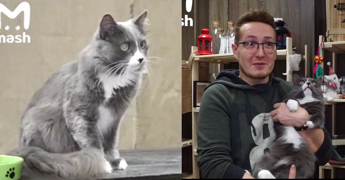 Barsik, il primo gatto “lavoratore” in Russia ha cambiato mestiere