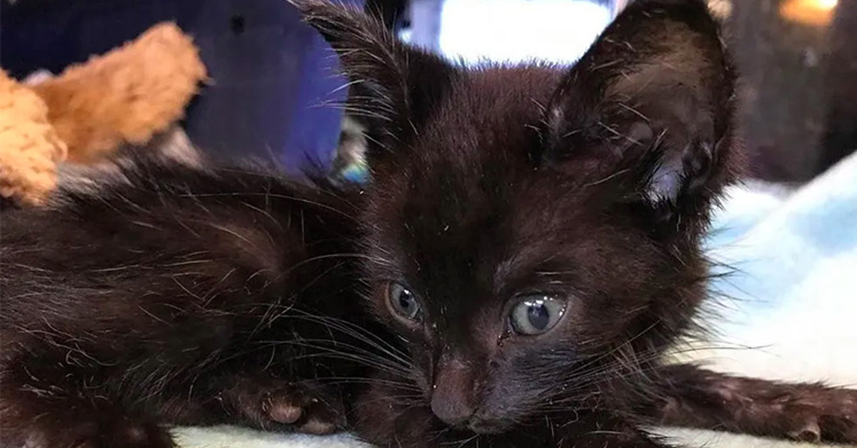 Luke, il gattino che è riuscito a sopravvivere nonostante le aspettative negative