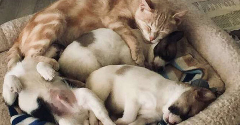 Gatto che dorme con dei cuccioli di cane