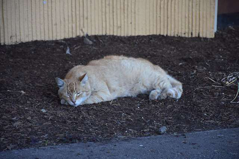 Gatto che dorme