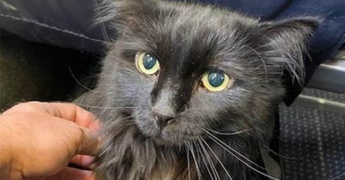 Sasha, il gatto che ha riabbracciato il suo proprietario dopo 5 anni