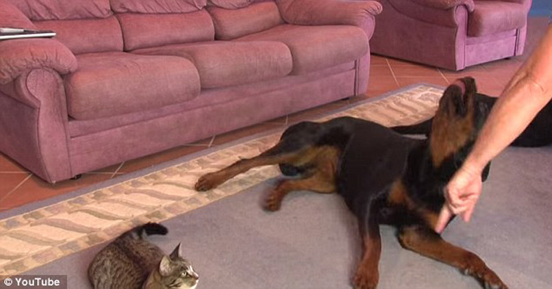 Gatto con due Rottweilers