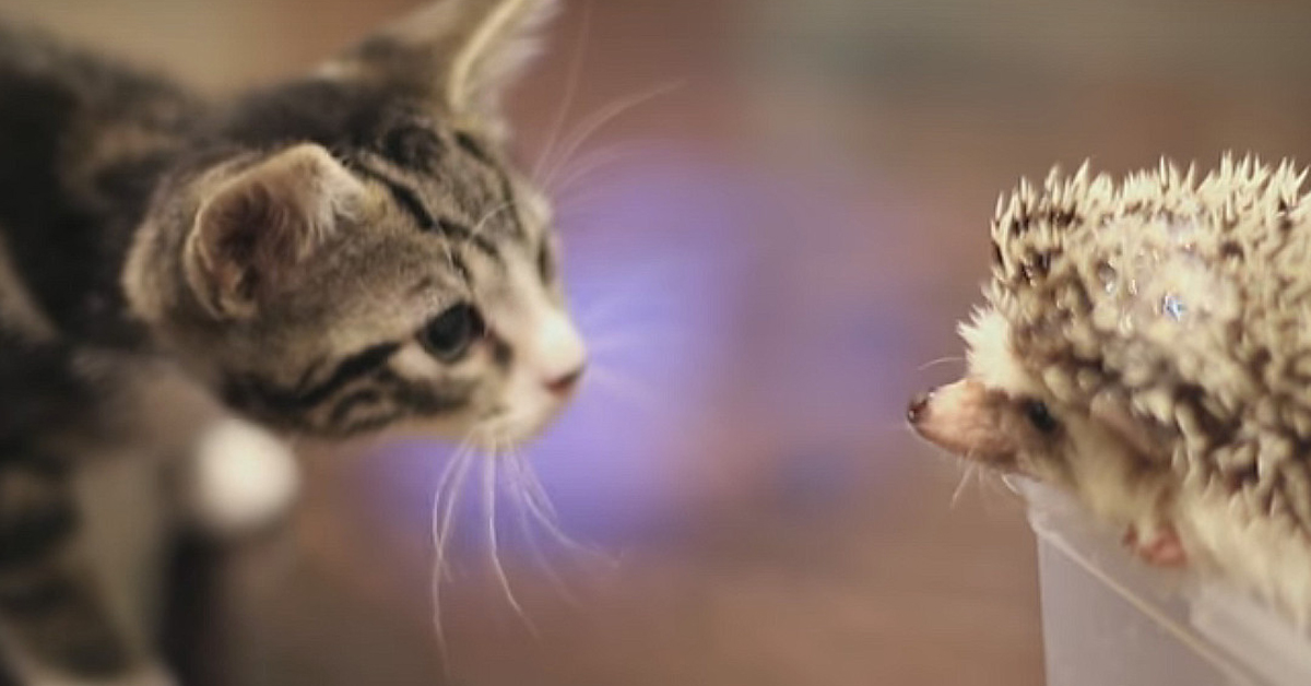 Il gattino Loki e la sua amicizia con un riccio: il video