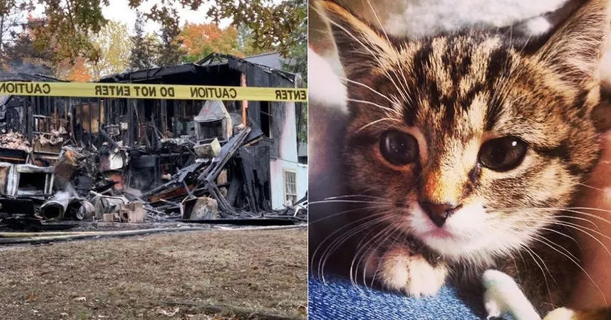 Kitty, il gatto che ha salvato la sua proprietaria da un incendio