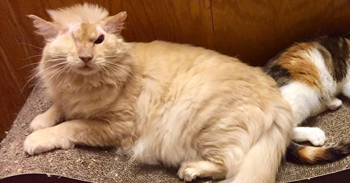 Tommy, il gatto sopravvissuto ai maltrattamenti che ha provato ad essere felice