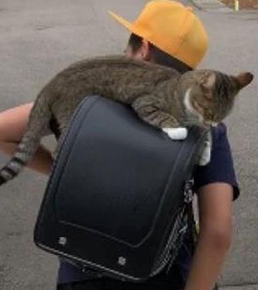 Gatto su uno zaino con un bambino