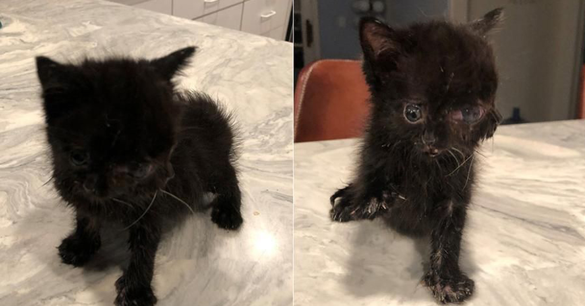 Il gattino nato con due facce non è più infelice: il veterinario che lo curava ha deciso di adottarlo