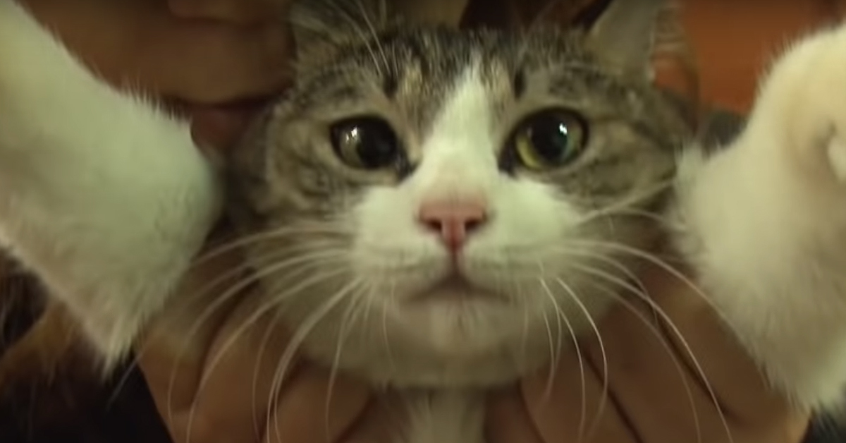 Jack, la gattina con abitudini molto particolari