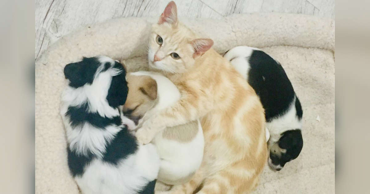 Il gatto Kathryn con cuccioli di cane