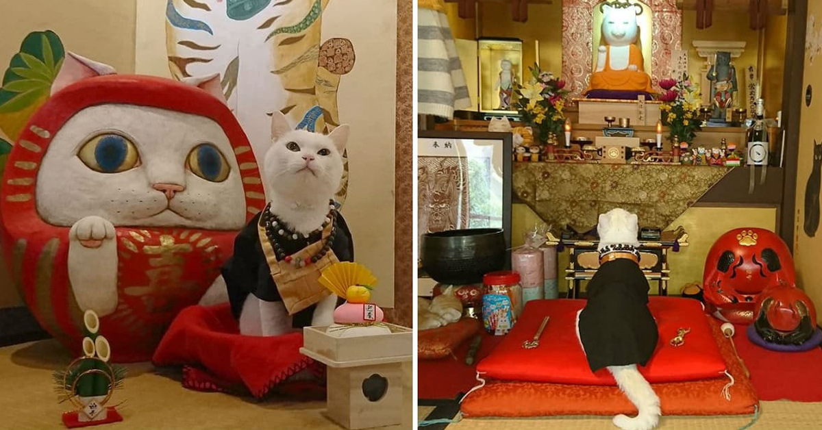 Koyuki, il gatto monaco di un santuario