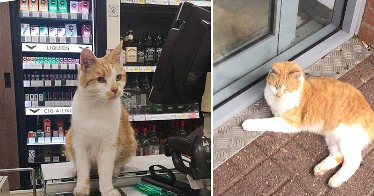 Pumpkin, il gatto bandito dal supermercato che ha scatenato la polemica