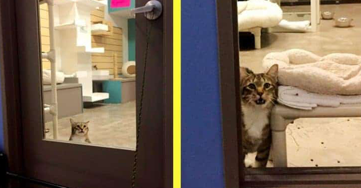 Quilty, il gatto finito in “isolamento” perché fa scappare i suoi amici