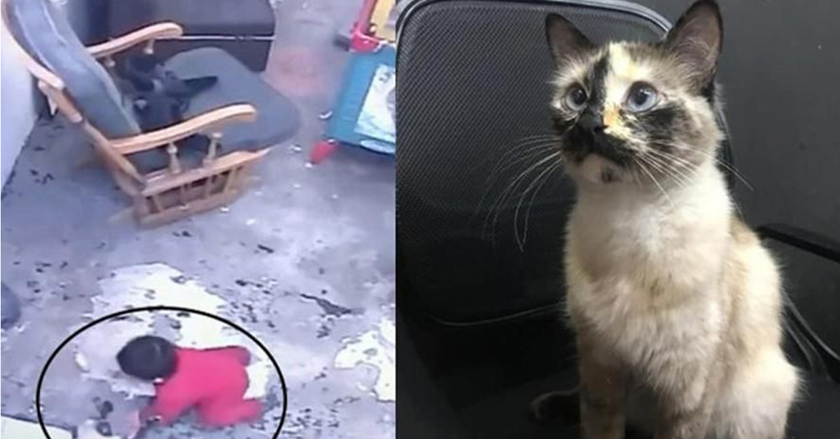 Gattino salva un bambino che stava per cadere dalle scale: il video